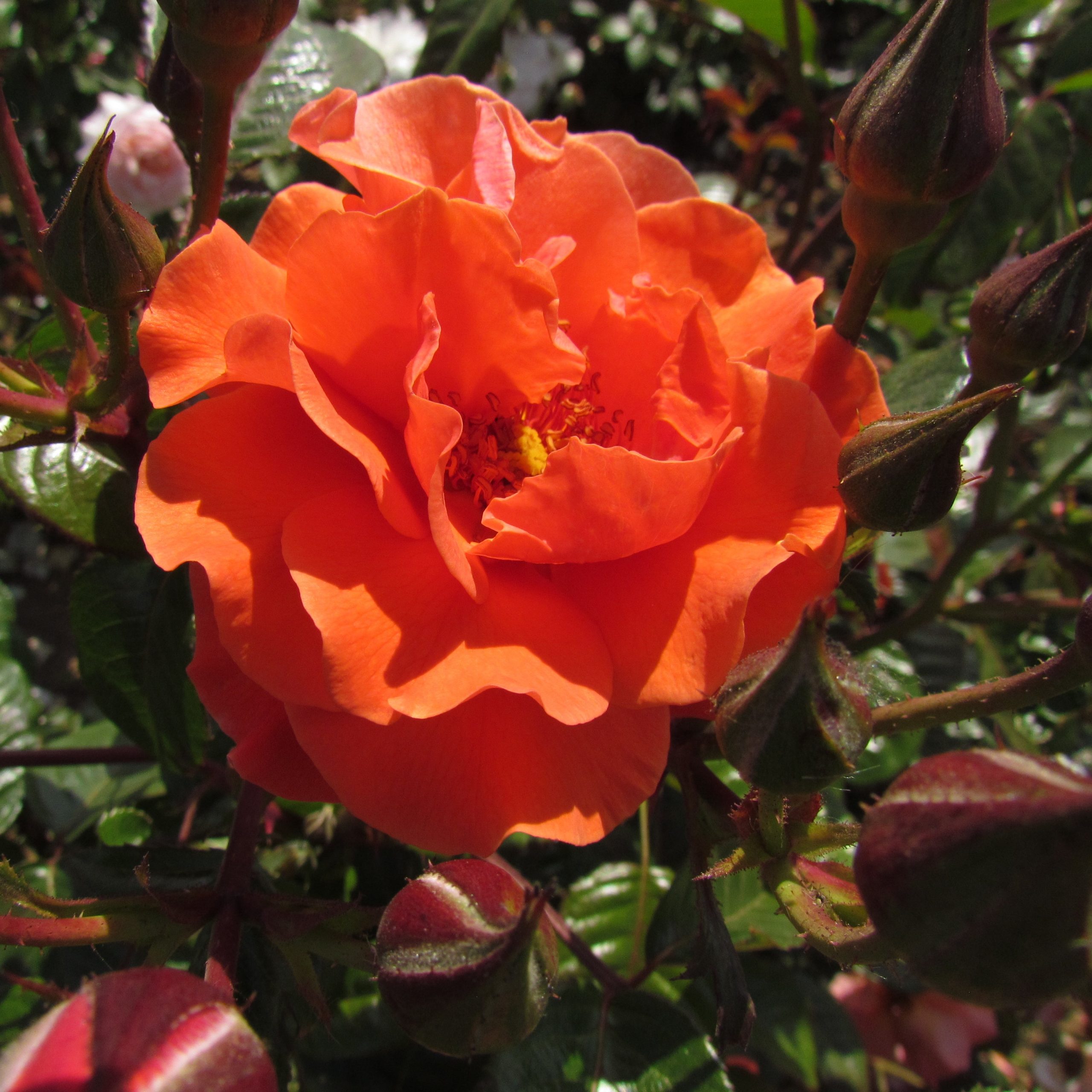 Интернеттегі секс-машина порно Әйелімнің әпкесімен секс видео